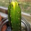 For indoors, place your plant near the window receiving the the totem pole cactus is a hardy succulent plant. Https Encrypted Tbn0 Gstatic Com Images Q Tbn And9gcsh4vylzptp6dn Lqcl2ob6xjj8mhdbw4japclz L Ps Elikju Usqp Cau