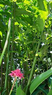 Image result for Laggera elatior