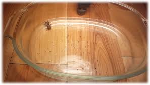 How To Kill Fleas In 2020 And Get Rid Of Them Forever From Your House Dogs Cats