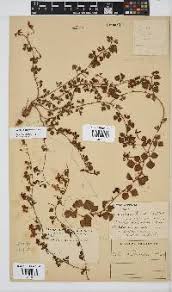 Image result for Dolichos sericeus