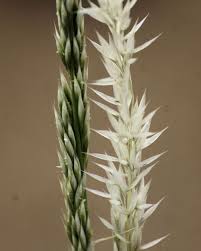 Image result for Centropodia