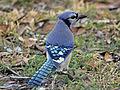 The blue jay (cyanocitta cristata) is a passerine bird in the family corvidae, native to eastern north america. Blue Jay Wikipedia
