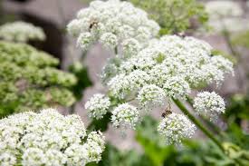 Image result for Heracleum