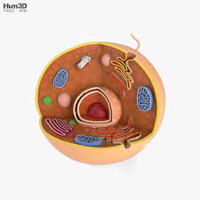 Picture of 3d animal cell model. Animal Cell 3d Model Life And Leisure On Hum3d