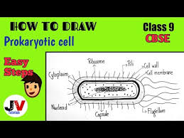 Check spelling or type a new query. Prokaryotic Cell Diagram Class 9 How To Draw A Prokaryotic Cell Cbse Youtube