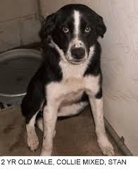 Black And White Collie Mix Stan Is A Black And White Collie Mix Dog Who Would Love To Be Your Newest Friend Take Him With You Wherever You Go Stan Is Friendly Adoption Dogs Dog Adoption