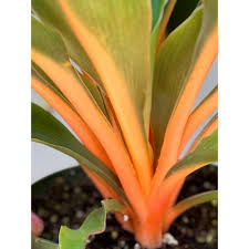 Image result for Chlorophytum Amaniense