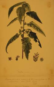 Image result for Crotonogynopsis australis