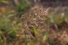 Image result for Eragrostis viscosa