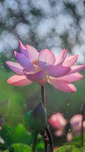 Bloom Lotus Flowers Water Splashes Bokeh 720x1280 Wallpaper Lotus Flower Wallpaper Beautiful Flowers Lotus