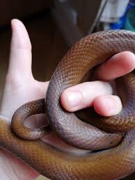 Choose from 250+ funny, silly, ironic, or obscure pet snake names. Brown Snake Explore Tumblr Posts And Blogs Tumgir