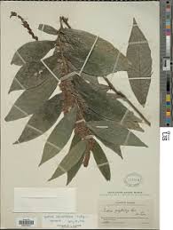 Image result for Justicia protracta