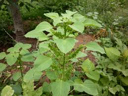 Image result for Hippocratea indica