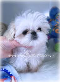 Teacup shih poo puppies should be born around january 15 and ready around march 19, 2021. Imperial Shih Tzu Puppies Imperial Shih Tzu Puppies For Sale Shih Tzu Puppy Imperial Shih Tzu Shih Tzu Dog