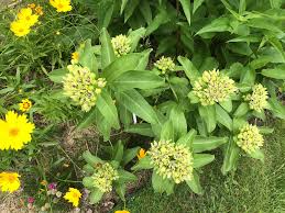 Image result for Riocreuxia