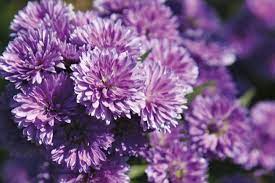 Aster Novi Belgii Doble Esta Planta Mantiene Sus Flores Hasta Principio De Invierno Es Ahi Cuando Comienza A D Autumn Garden Fall Flowers Flowers Australia