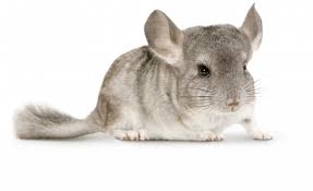 Endangered in the wild after exploitation for its silky fur, now favored as pet for its endearing looks. Chipsi Bedding Products For Chinchillas
