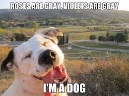 Roses Are Red Violets Are Blue I Am A Human Happy Dogs Funny Funny Dogs Animal Captions