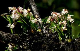 Image result for Polystachya ottoniana