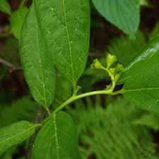 Image result for Buchnera nuttii