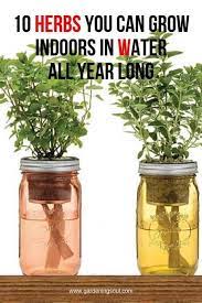 Grow Herbs Indoors Long Water Year Indoors Indoors Garden Herbs Water Water Indoor Herb Garden Planting Herbs Plants