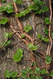 We did not find results for: Climbing Hydrangea Lovetoknow