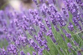 Image result for Lavandula angustifolia Vera