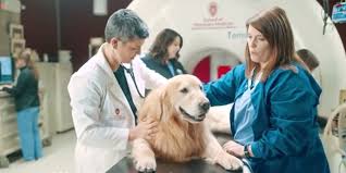 Our veterinarians are licensed to practice in arizona and have a combined 22 years of experience. Weathertech Ceo David Macneil Buys Super Bowl Ad After Vets Save His Dog Insider