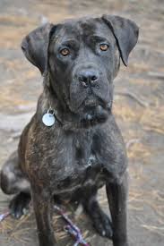 Our dogs are true to the original type, athletic and of sound mind and body. Labrador Corso Mix Honden
