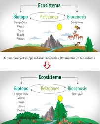 En 1930, roy clapham fue la primera persona en utilizar esta palabra para describir a un conjunto de. Ecosistemas Que Son Tipos Y 101 Ejemplos Ovacen