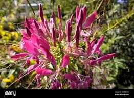 Image result for Cleome houtteana