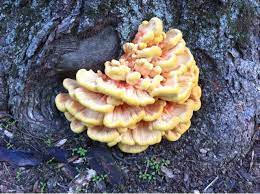 Chicken Of The Woods The Thing That Is Steve