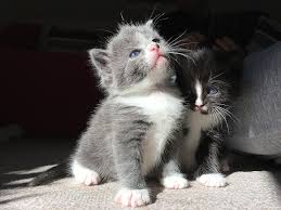 Spayed female cats also cannot develop ovarian and uterine cancers or a potentially fatal uterine infection called a pyometra, coates adds. Rochdale News News Headlines Hundreds More Unwanted Kittens Could Be Born During The Coronavirus Lockdown Rochdale Online