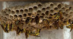 Wespennest Unter Dem Dach Umsiedlung Und Entfernung Fur 2021