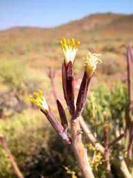 Image result for Kleinia longiflora