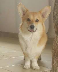 Pembroke Welshcorgi Dog Corgi Dog Dogs Corgi Mom