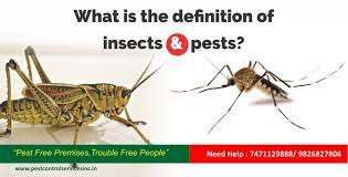 It can be visualized best as. What Is The Definition Of Insects And Pests Pest Control Service