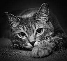 kot boris cats animals