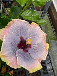 Image result for Hibiscus engleri