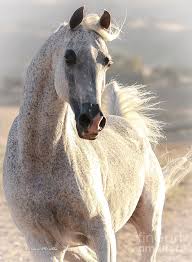 We did not find results for: Flea Bitten Stallion Photograph By Adrienne Morella