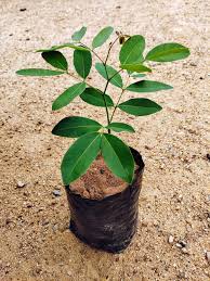 Image result for Lovoa swynnertonii