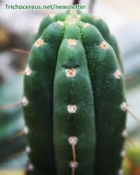 Peruvian torch cactus trichocereus peruvianus san pedro dmt lsd my 1st yt video! Trichocereus Pachanoi Echinopsis Pachanoi