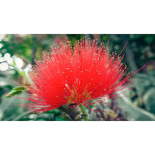 Image result for Calliandra tweedii