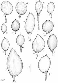 Image result for Sorindeia winkleri