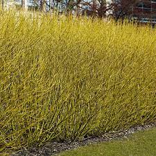 Variegated dogwood is a small shrub that is often used in the first row of a shelterbelt, as a hedge, or for soil stabilization projects. Budd S Yellow Twig Dogwood Shrubs At Spring Hill Nurseries