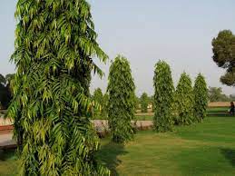 Everyone loves a garden, especially a garden with trees! 9 Trees That Grow In India And All You Need To Know About Them
