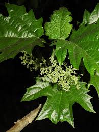 Image result for Urera