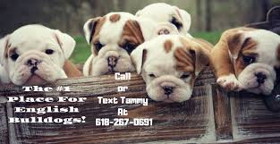 Get a boxer, husky, german shepherd, pug, and more on kijiji, canada's #1 local classifieds. English Bulldog Puppies For Sale Near Chicago Il It S A Bulldog Thing