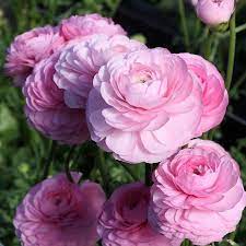 Allium Ampeloprasum Easy To Grow Bulbs Ranunculus Arrangement Lily Bulbs