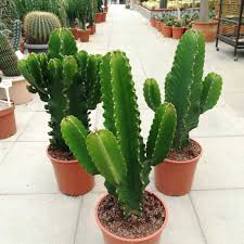 Other plants have thorns or prickly needles for defenses. Euphorbia Ingens Verzweigt Uhlig Kakteen More Than 5 000 Different Species